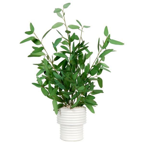 Roslina dekoracyjna w donicy o naturalnym wygladzie z prostym detalem w odcieniu zieleni mj8224661